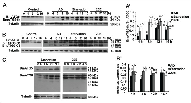 Figure 5.