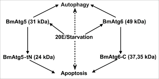 Figure 11.