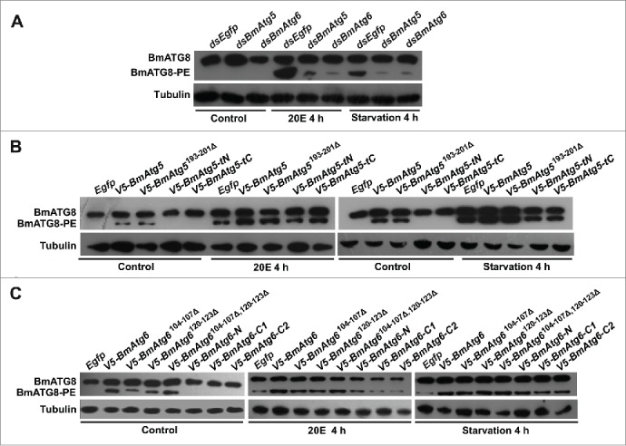 Figure 7.