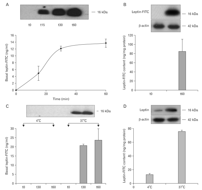 Fig. 18