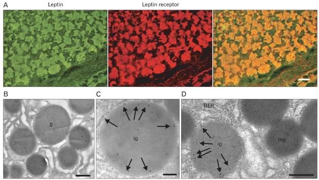 Fig. 10