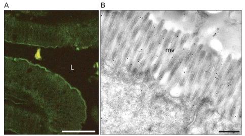 Fig. 14