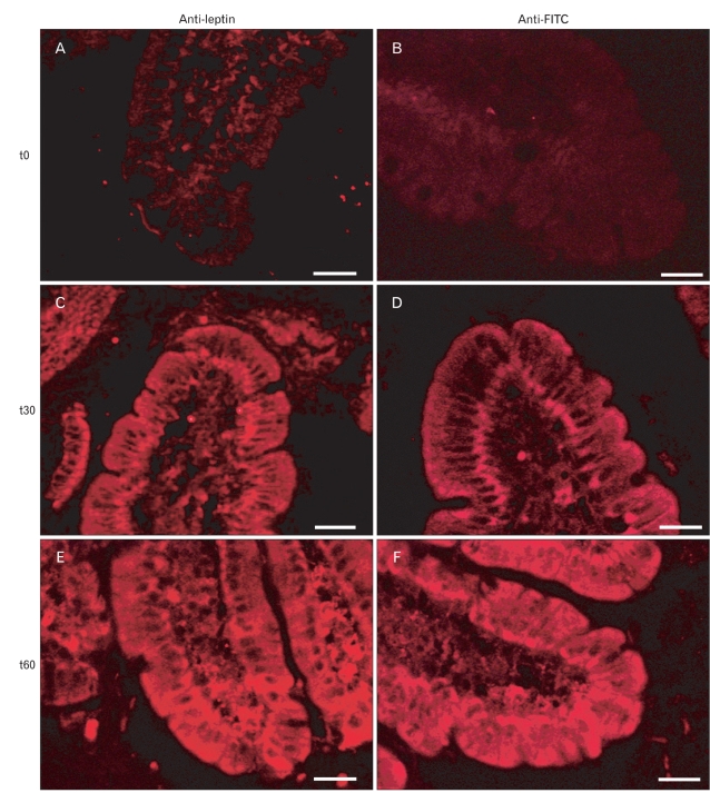 Fig. 16