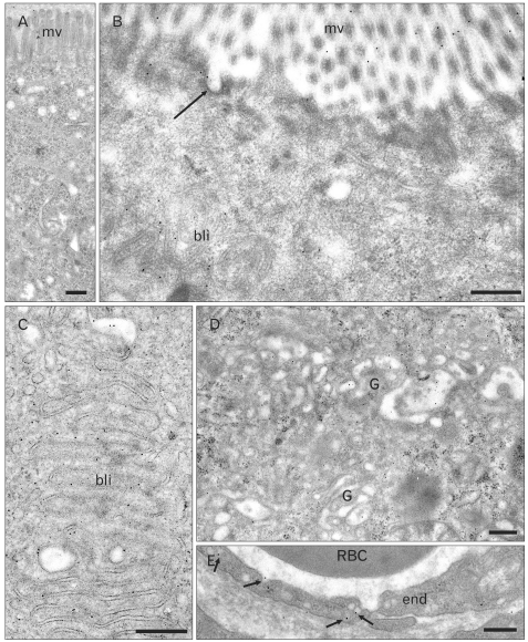 Fig. 17