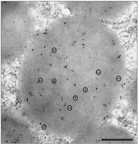 Fig. 11