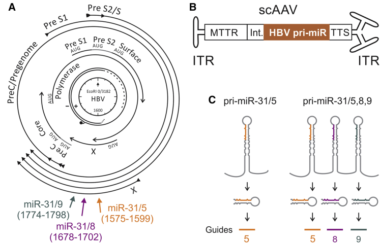 Figure 1