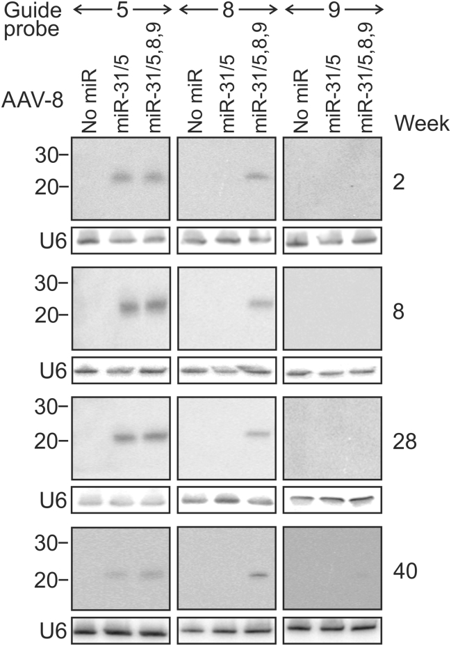 Figure 4