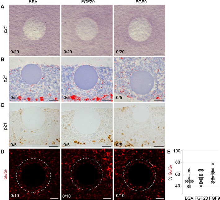 Figure 6—figure supplement 2.