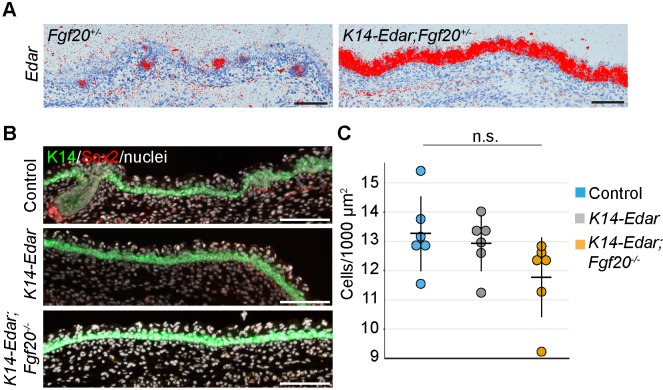 Figure 5—figure supplement 1.