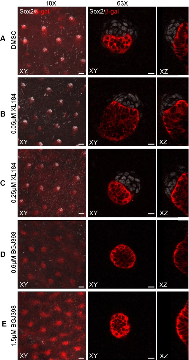 Figure 7—figure supplement 2.