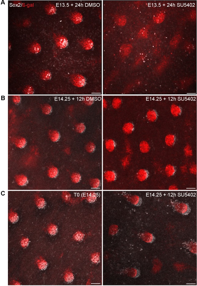 Figure 7—figure supplement 1.