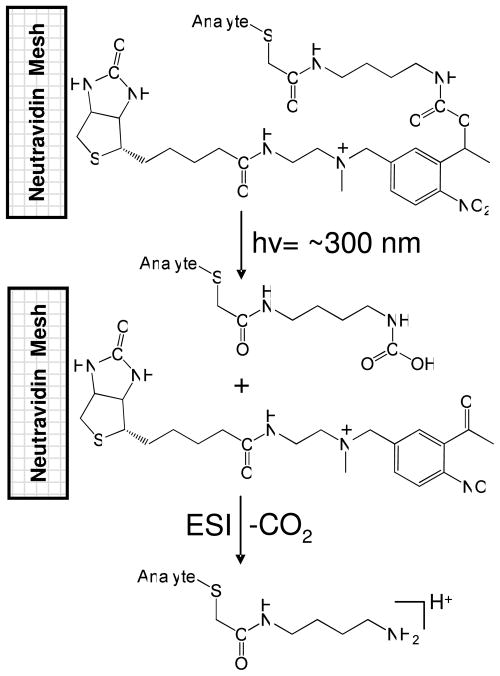 Scheme 2