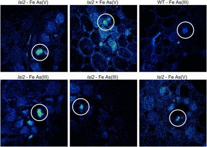 Figure 6.