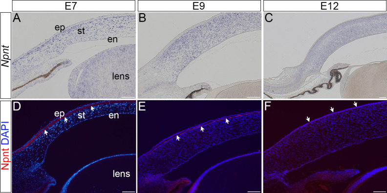 Figure 1—figure supplement 1.