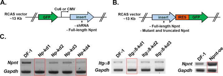 Figure 2—figure supplement 1.