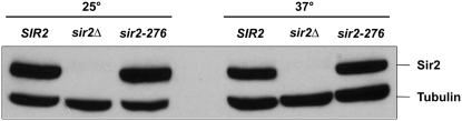 Figure 4.—