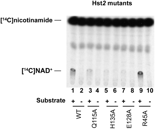 Figure 7.—