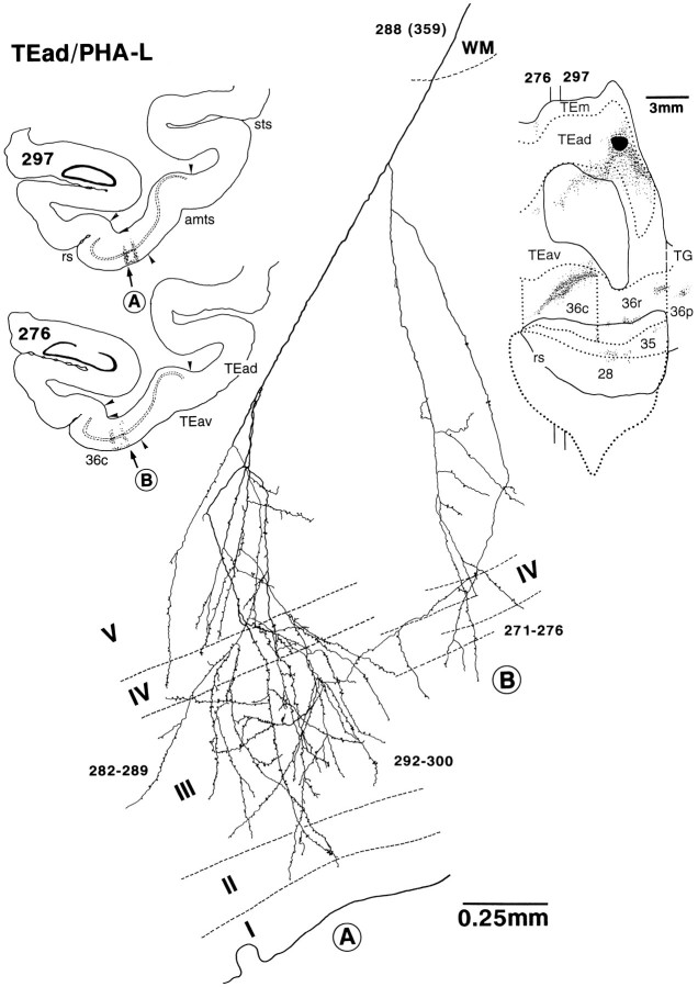 Fig. 12.