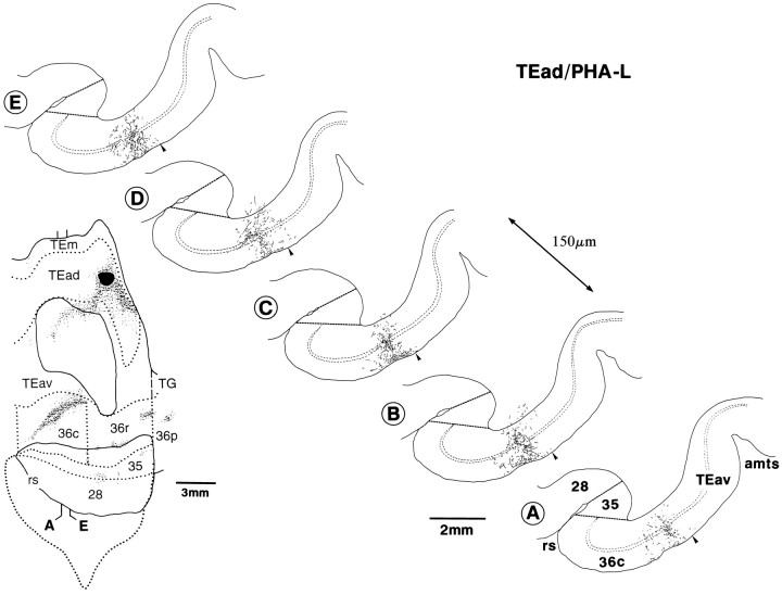 Fig. 11.