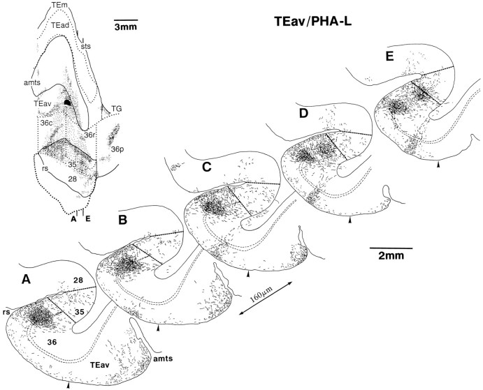 Fig. 9.