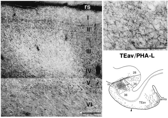 Fig. 10.