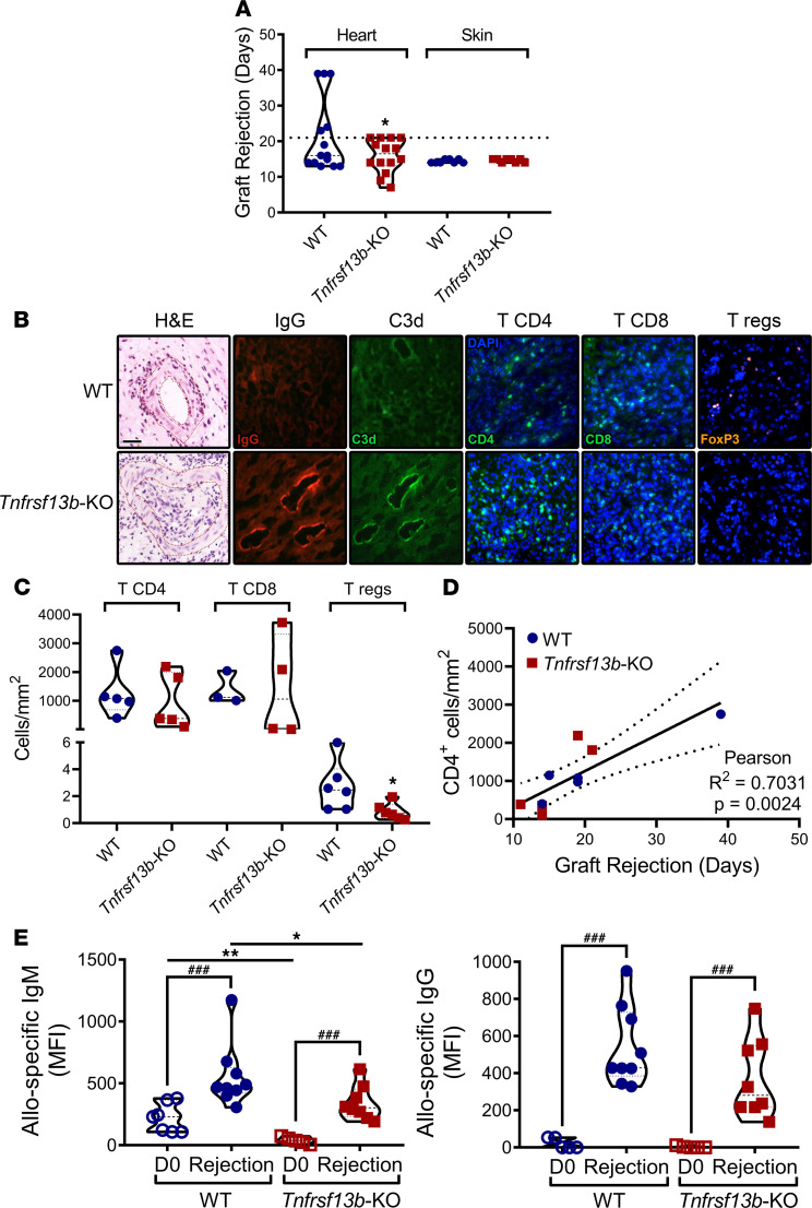 TNFRSF13B genotypes control immune-mediated pathology by regulating the ...