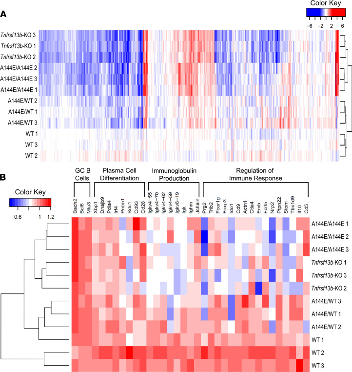 TNFRSF13B genotypes control immune-mediated pathology by regulating the ...