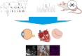 Graphical abstract