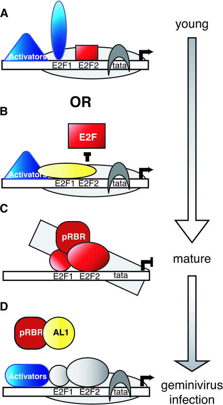 Figure 7.