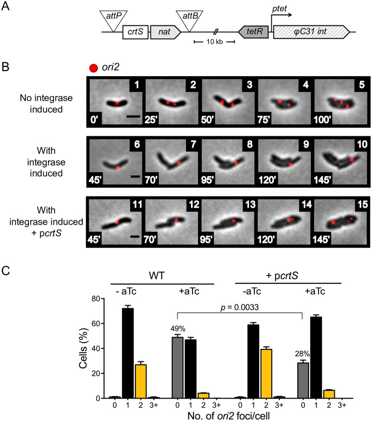 Fig 6