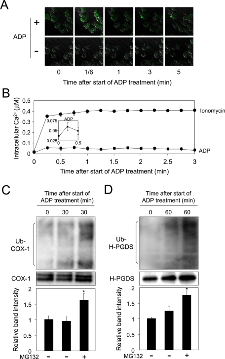 FIGURE 5: