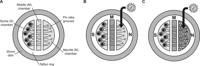 FIG. 1.