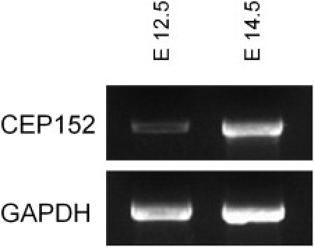 Figure 5