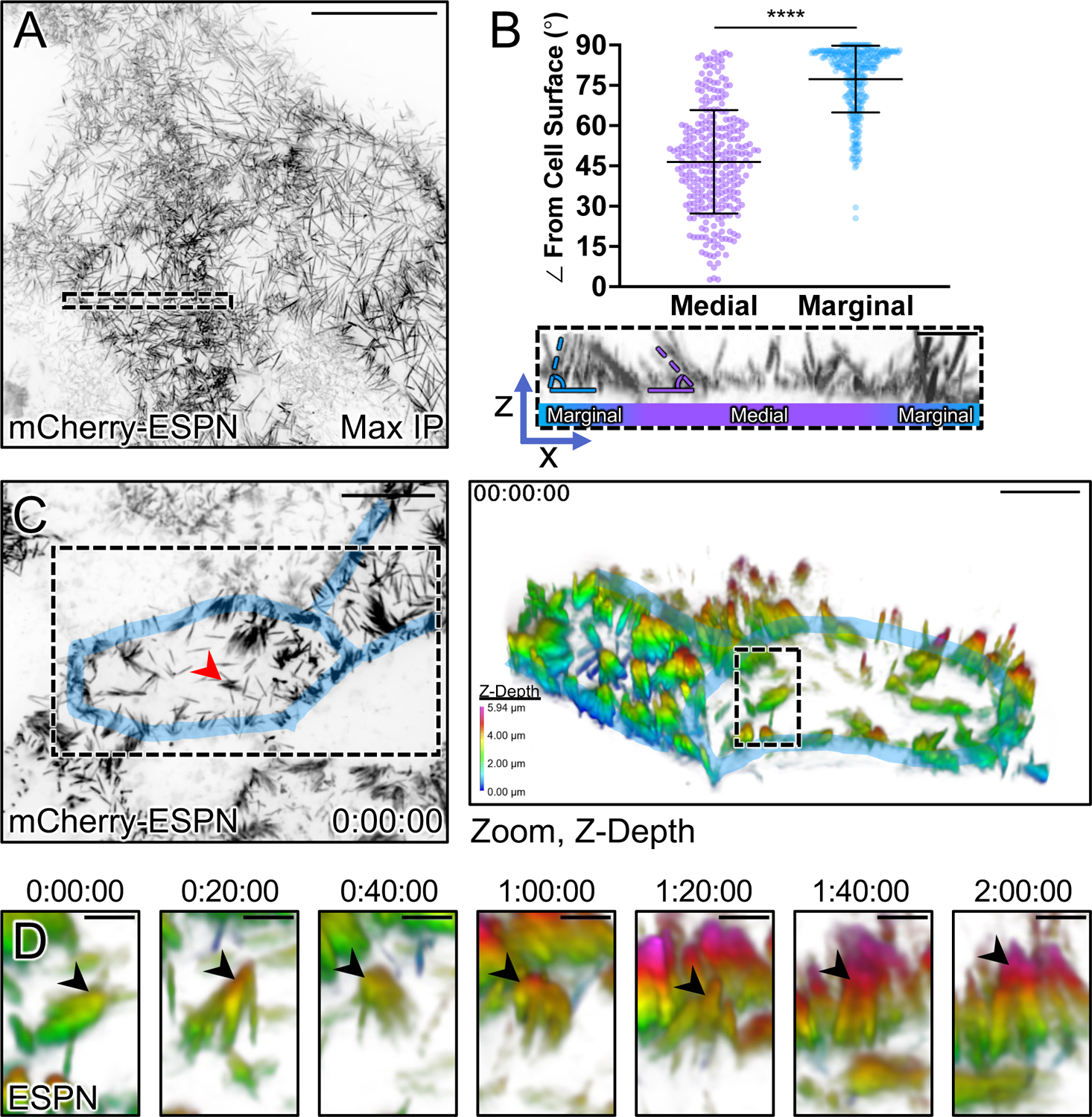 Figure 2: