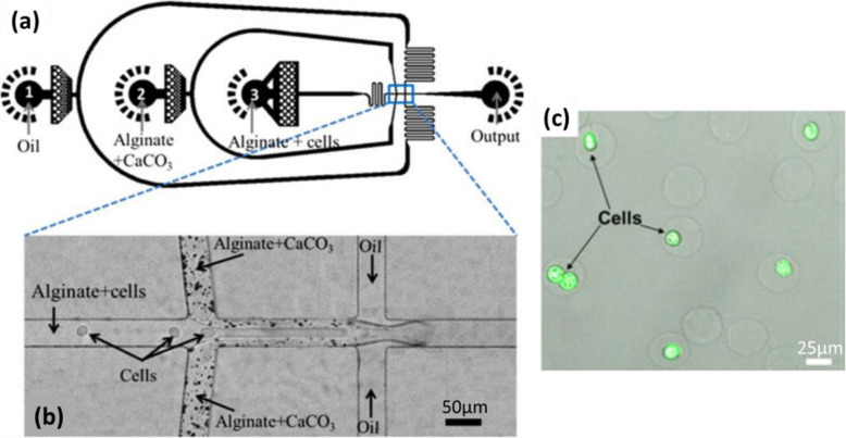 Fig. 12