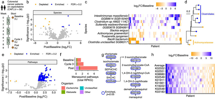 The colorectal cancer patient microbiome is altered following capecitabine treatment with an enrichment of menaquinol pathways.
