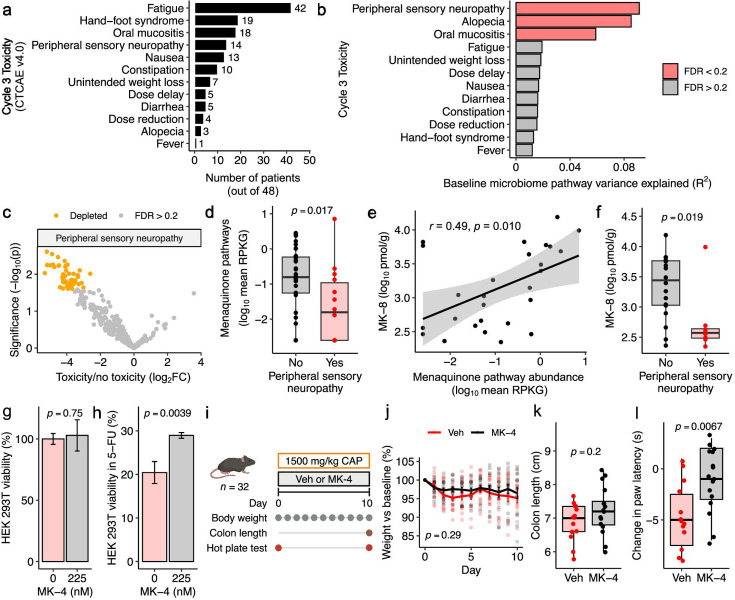 MK-8 abundance and menaquinone pathway levels are reduced in patients who go on to develop peripheral sensory neuropathy. MK-4 supplementation improves HEK293T viability and rescues a mouse model of capecitabine-induced neuropathy.