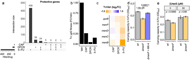 Transposon insertions in menaquinol biosynthesis genes impair bacterial growth in the present of fluoropyrimidines. MK-4 supplementation rescues E. coli ΔmenF growth in a uracil-dependent fashion.