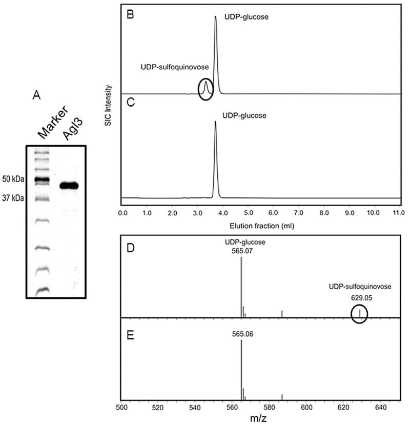 Fig. 8