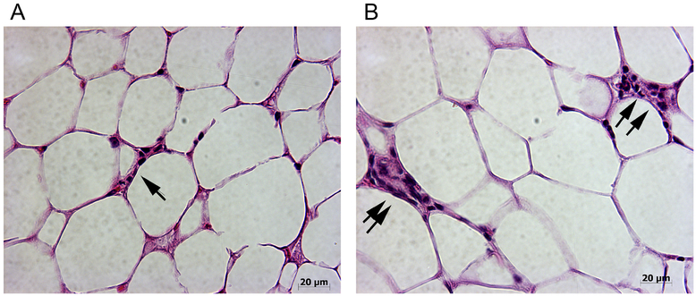 Fig. 3: