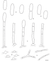 Fig. 2.