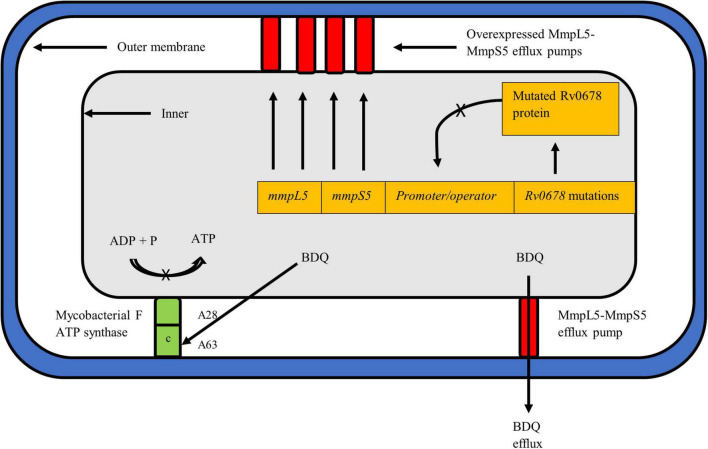 Application of Next Generation Sequencing for Diagnosis and Clinical ...