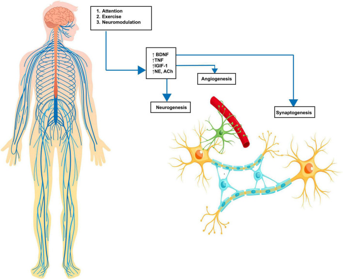 FIGURE 1