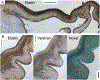 Fig. 3.