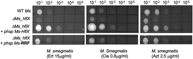 Fig. 5.