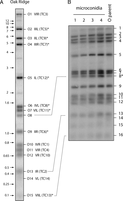 Figure 1.—