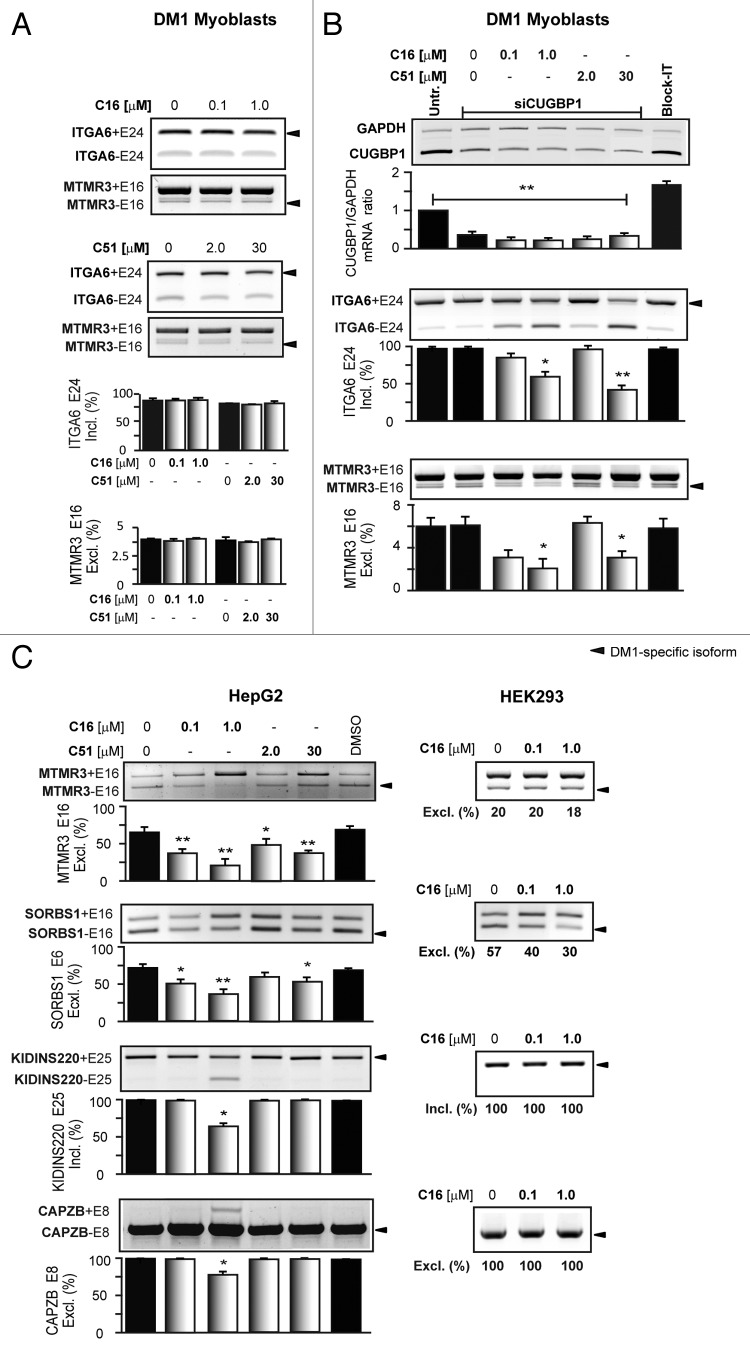 graphic file with name rna-11-742-g3.jpg