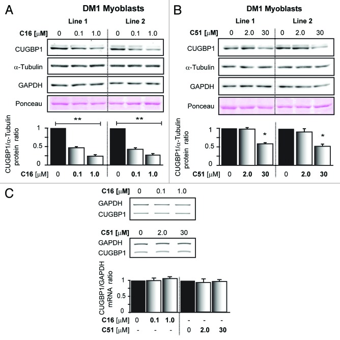 graphic file with name rna-11-742-g2.jpg