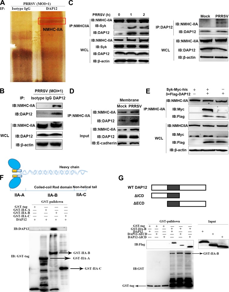 FIG 2