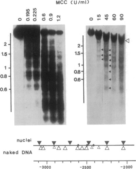 graphic file with name pnas01048-0239-a.jpg